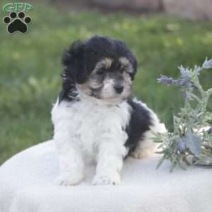 Snoopy, Havachon Puppy